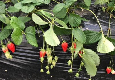 Ema Strawberry Picking Center