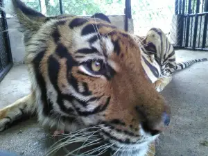 Davao Crocodile Park