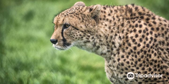 Fota Wildlife Park