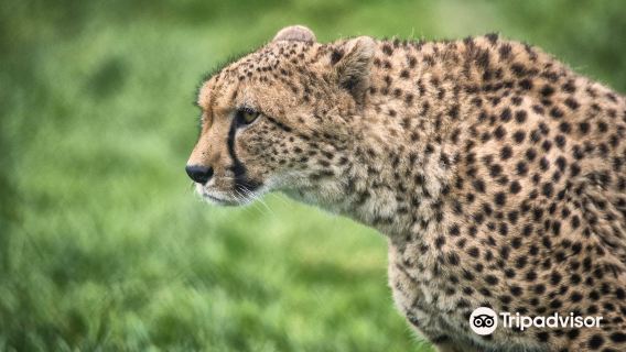 Fota Wildlife Park