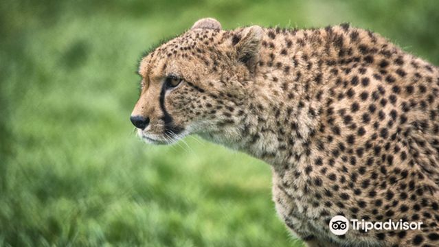 Парк Фота Уайлдлайф