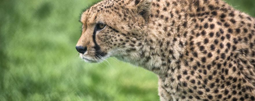 Fota Wildlife Park