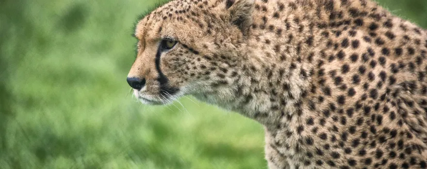 Fota Wildlife Park