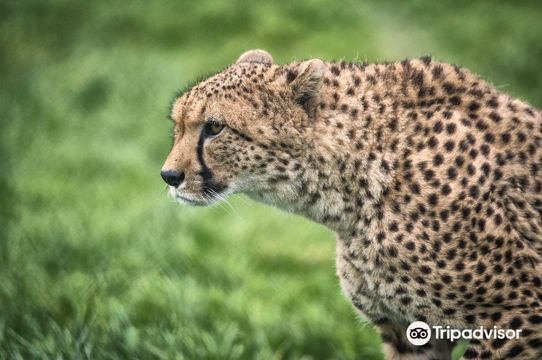 Fota Wildlife Park