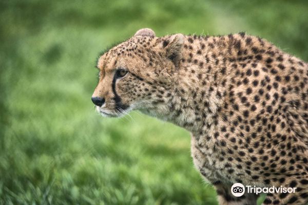 Fota Wildlife Park
