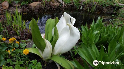 Botanical Garden of Tver State University