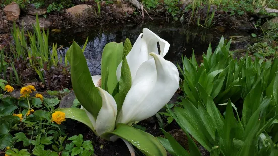 Botanical Garden of Tver State University