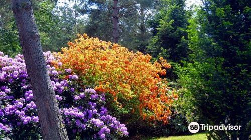 Rhododendronpark Jansen