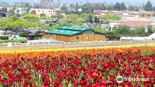 The Flower Fields