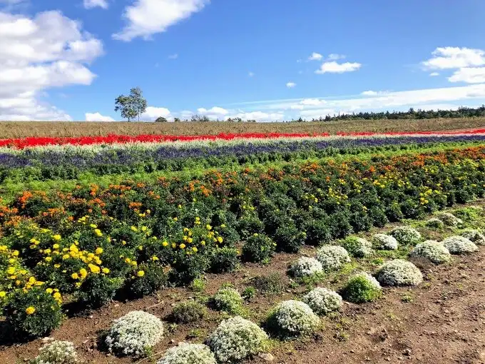 Hotels near Furano Jam Garden