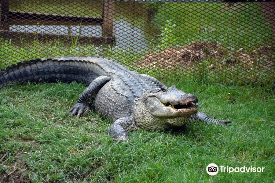 The Greater Wynnewood Exotic Animal Park