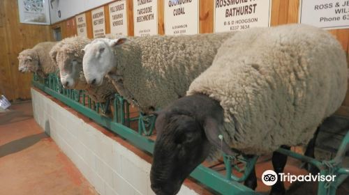 Bathurst Sheep and Cattle Show