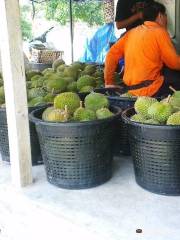 Jimmy's Durian Orchard