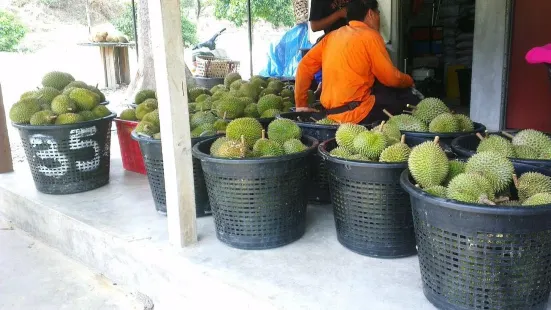 Jimmy's Durian Orchard