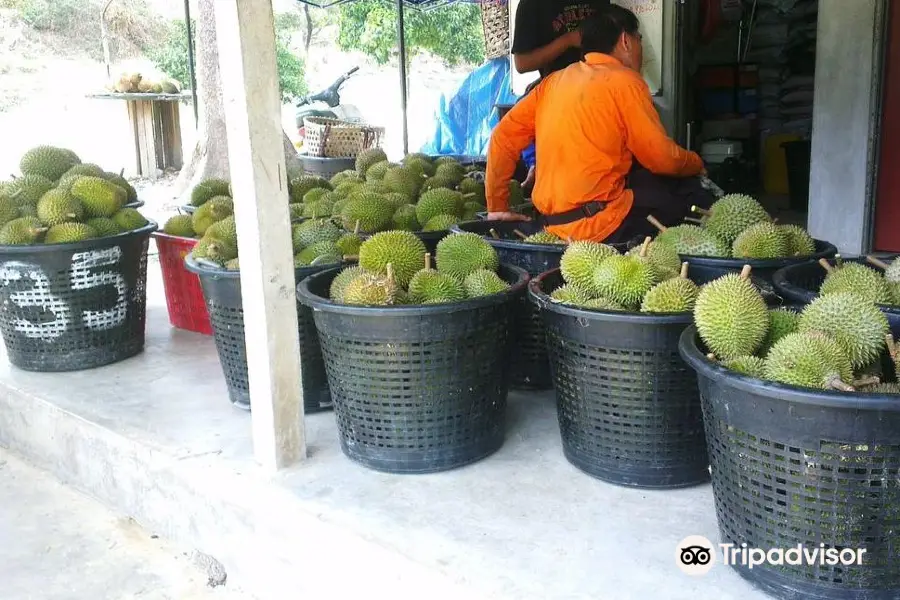 Jimmy's Durian Orchard