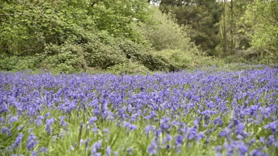 Moor Copse Nature Reserve