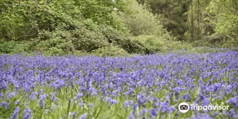 Moor Copse Nature Reserve