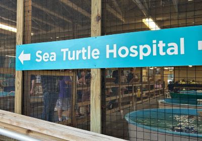 Georgia Sea Turtle Center