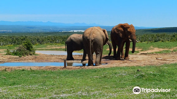 Schotia Safaris Private Game Reserve