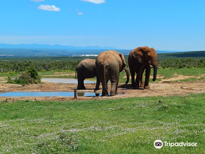 Schotia Safaris Private Game Reserve