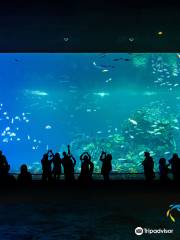 Acuario "Mar de Cortés"