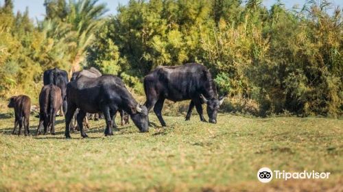 Azraq Wetlands Reserve