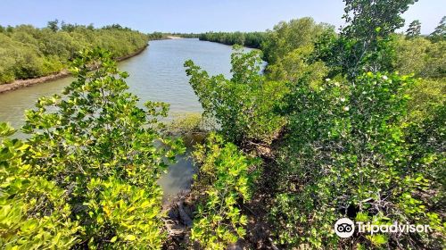 Honko Community-Based Mangrove Reserve