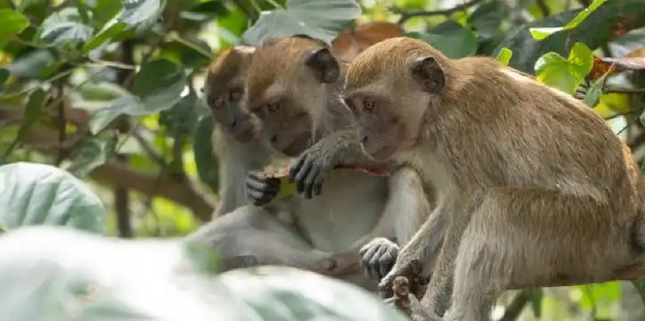 Hotels near Oriental Fastech Manufacturing Sdn. Bhd (BM)