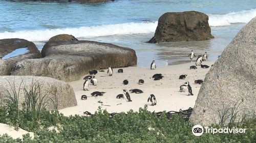 African Penguin and Seabird Sanctuary - Gansbaai