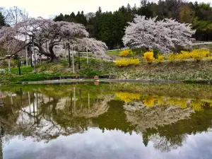 Jizozakura of Nakajima