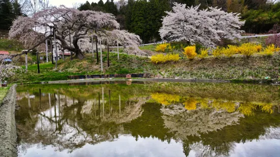 中島の地蔵桜