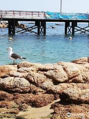 Caleta el Quisco