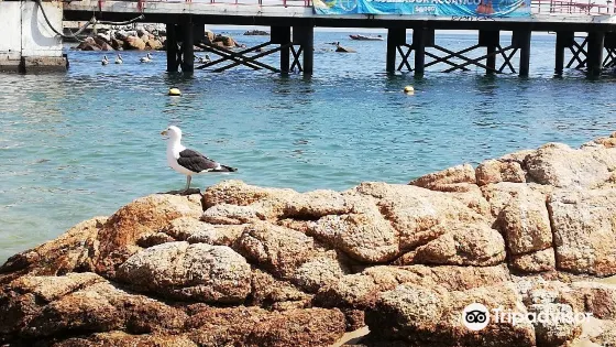Caleta el Quisco