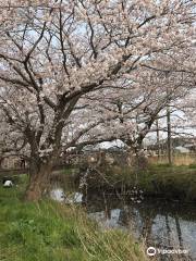 Imai no Sakura