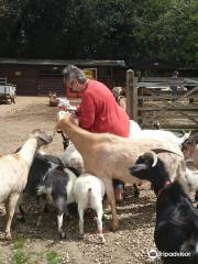 Buttercups Sanctuary For Goats