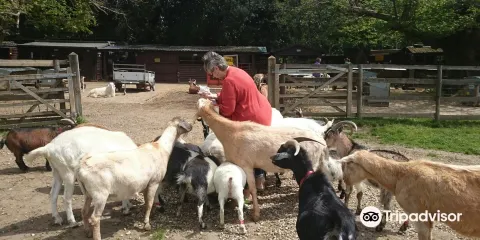 Buttercups Sanctuary for Goats
