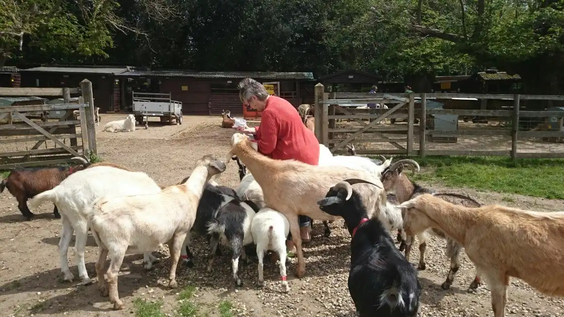 Hotels near Buttercups Sanctuary For Goats