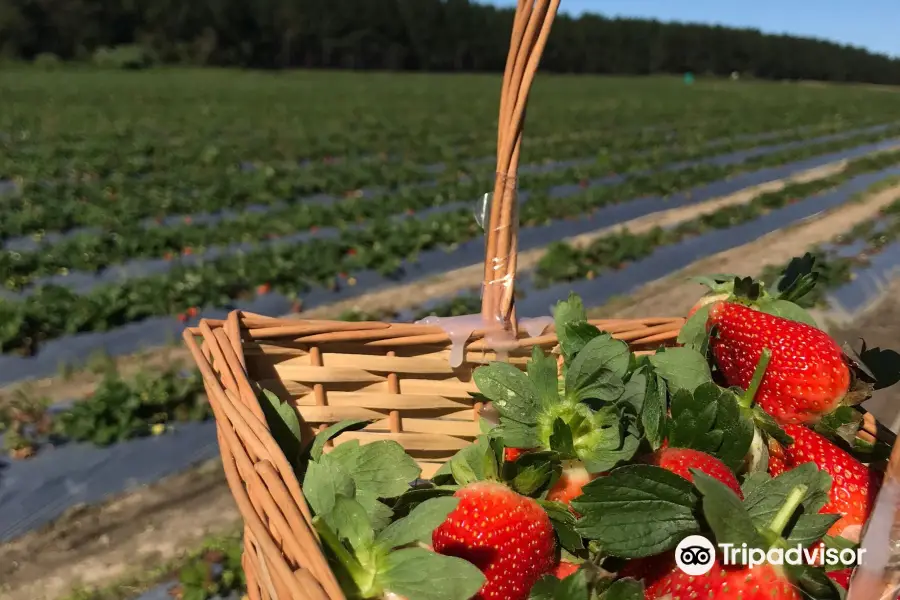 Rolin Farms (Strawberry Farm)