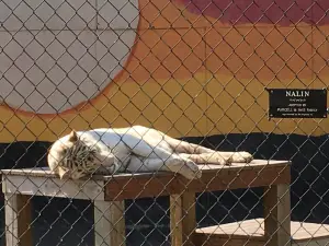 Cat Tales Wildlife Center