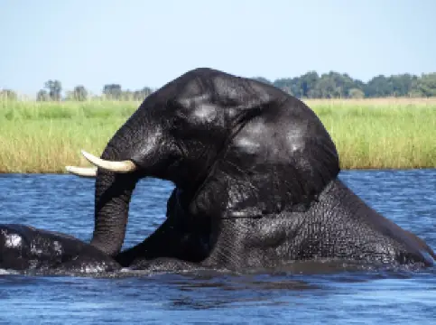 African Safari Experience