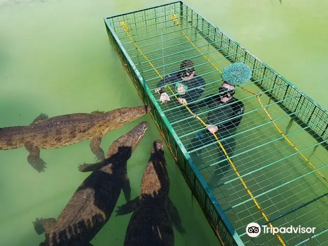 African Crocdive