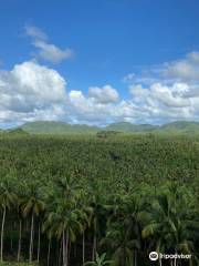 Coconut Trees View Deck