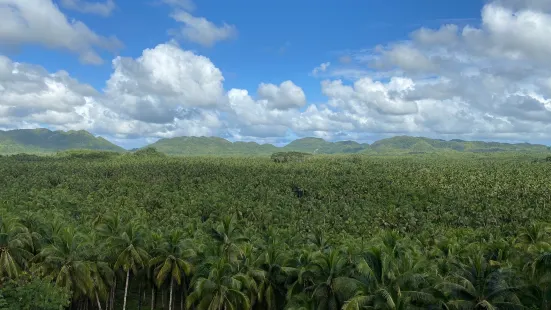 Coconut Trees View Deck