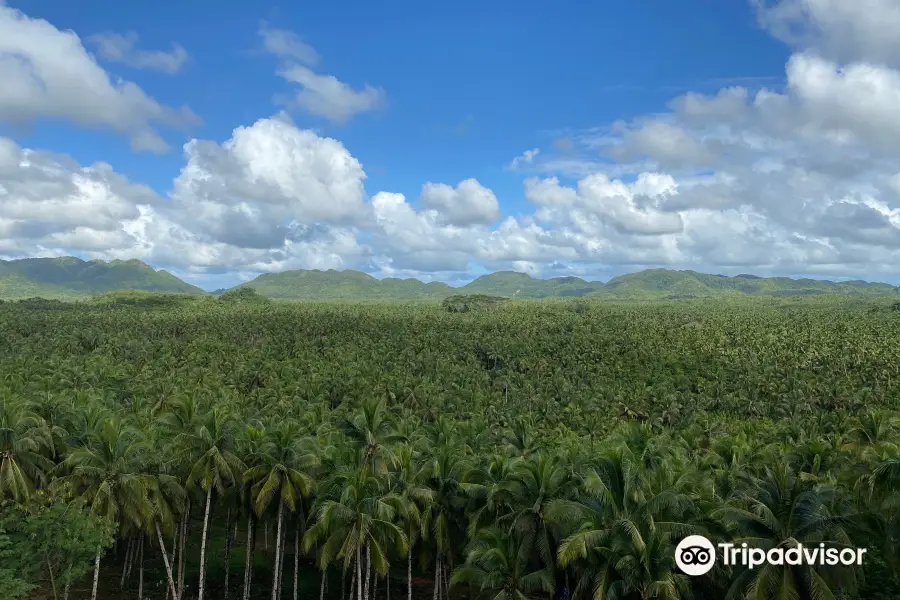 Coconut Trees View Deck