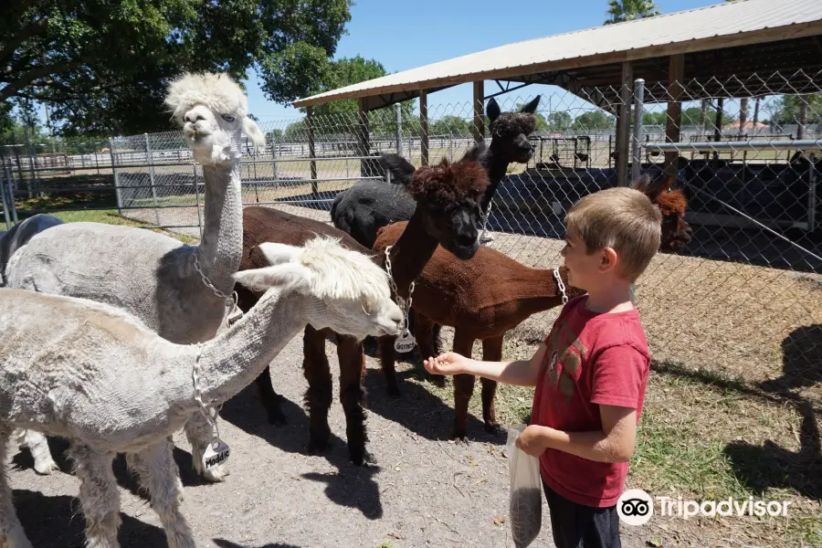 Golden Spirit Alpaca Ranch