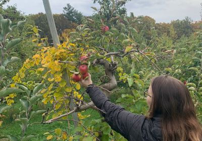 Mack's Apples