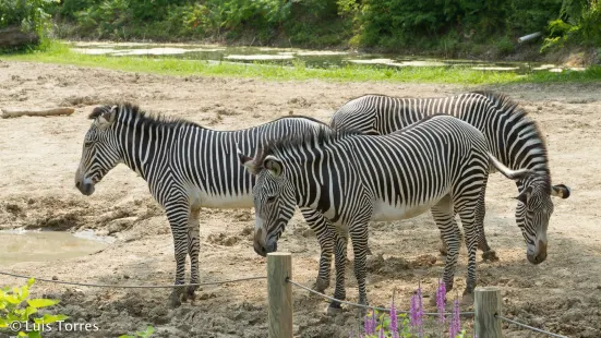 ピオリア動物園