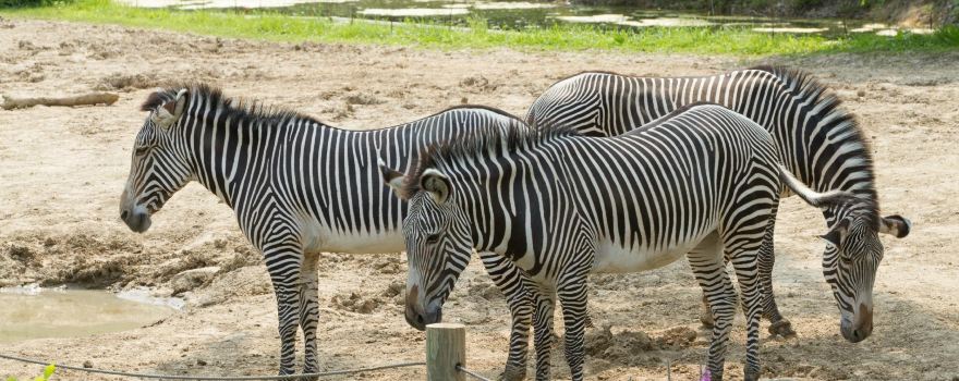 Peoria Zoo