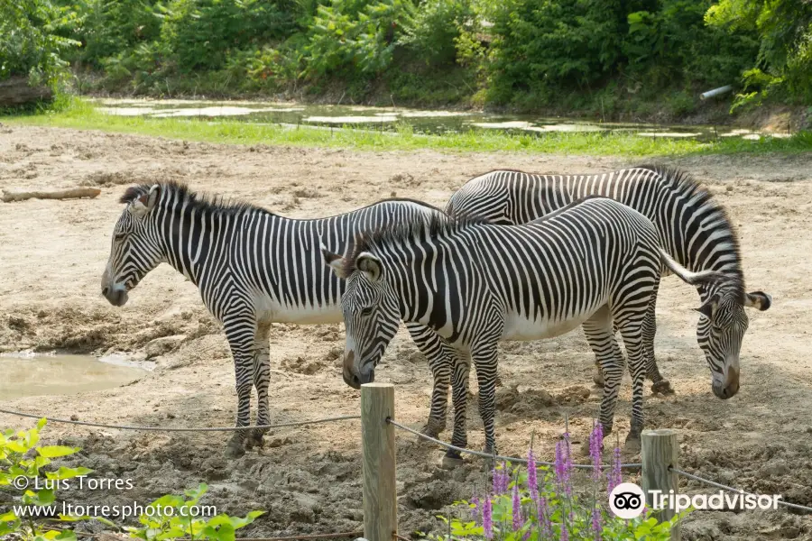 ピオリア動物園