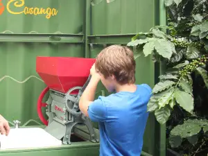 Finca Casanga Coffee and Tours